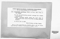 Apioperdon pyriforme image